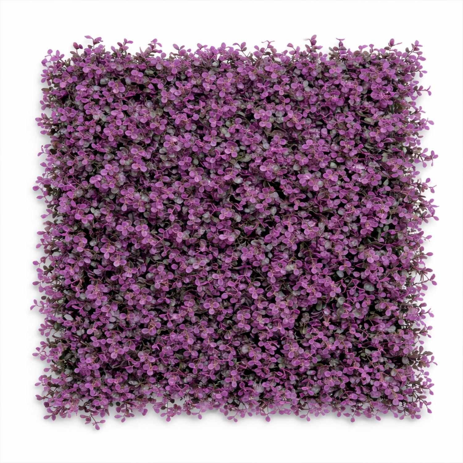 follaje-arrayan-morado