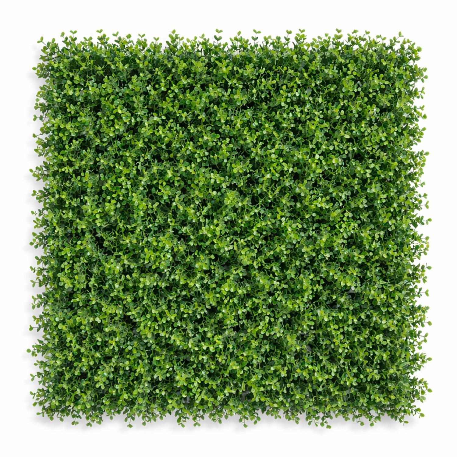 follaje-arrayan-verde